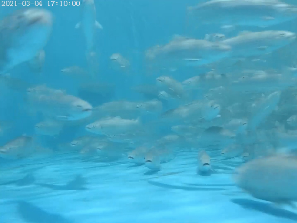 西藏亞?wèn)| - 亞?wèn)|鮭魚(yú)-淡水