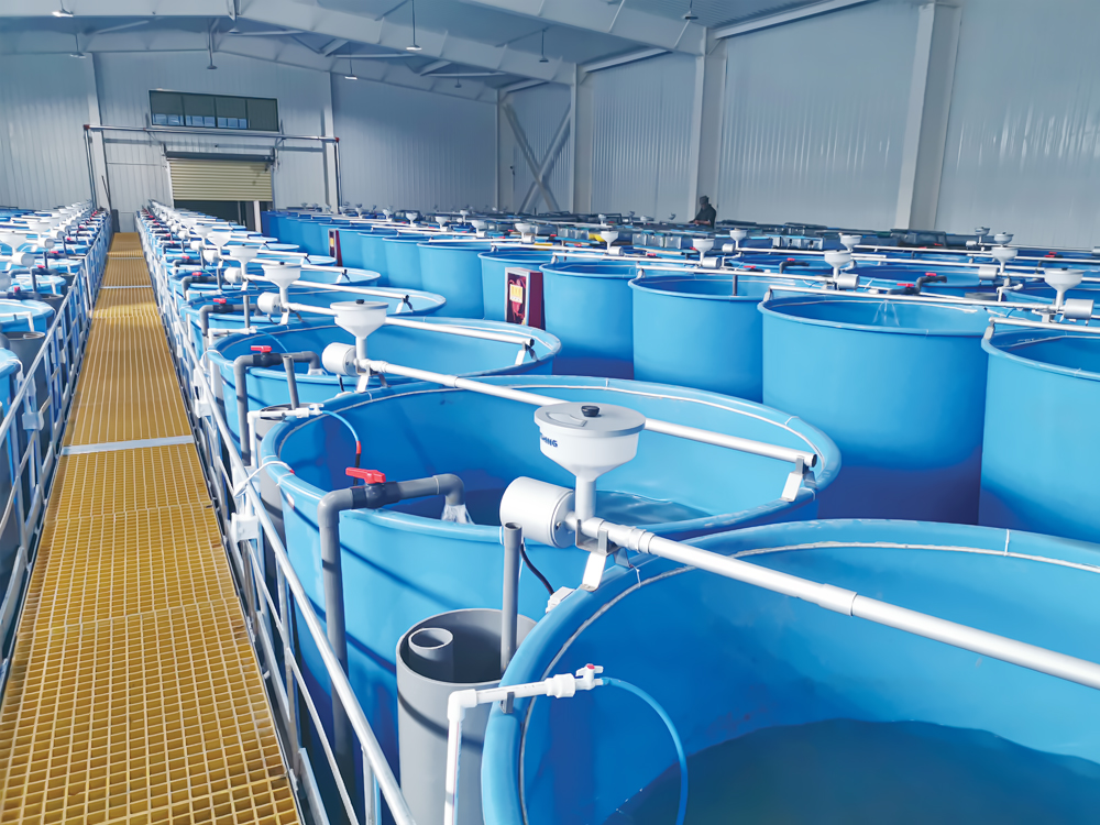 西藏亞?wèn)| - 亞?wèn)|鮭魚(yú)-淡水