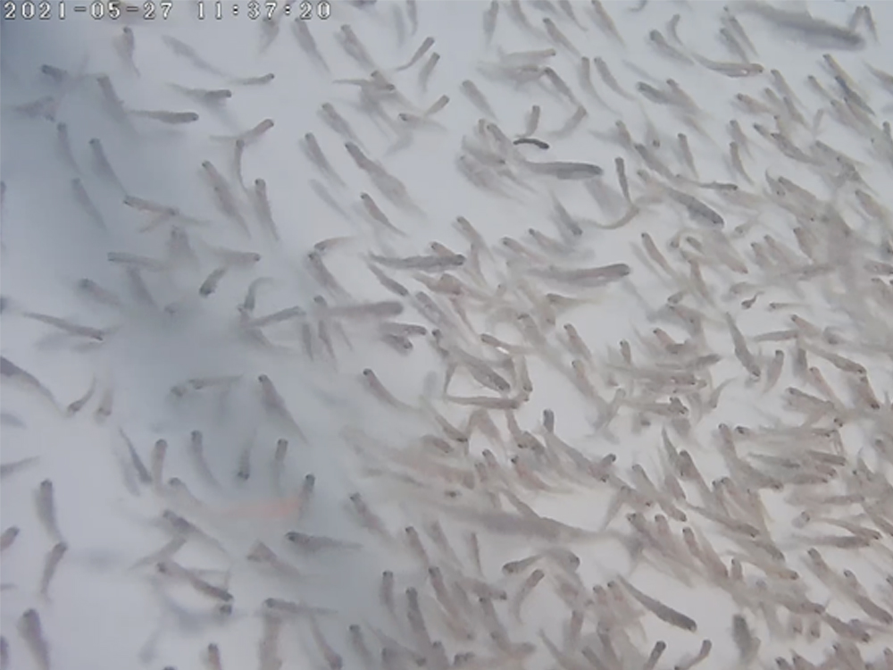 西藏亞?wèn)| - 亞?wèn)|鮭魚(yú)-淡水